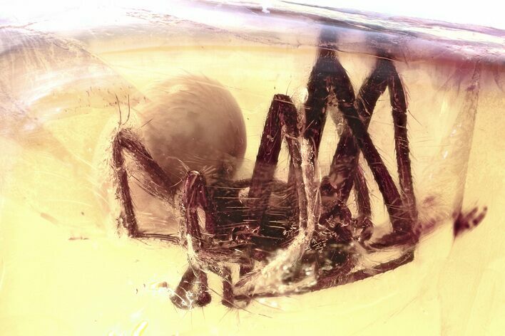 Detailed Fossil Spider (Araneae) In Baltic Amber #346656